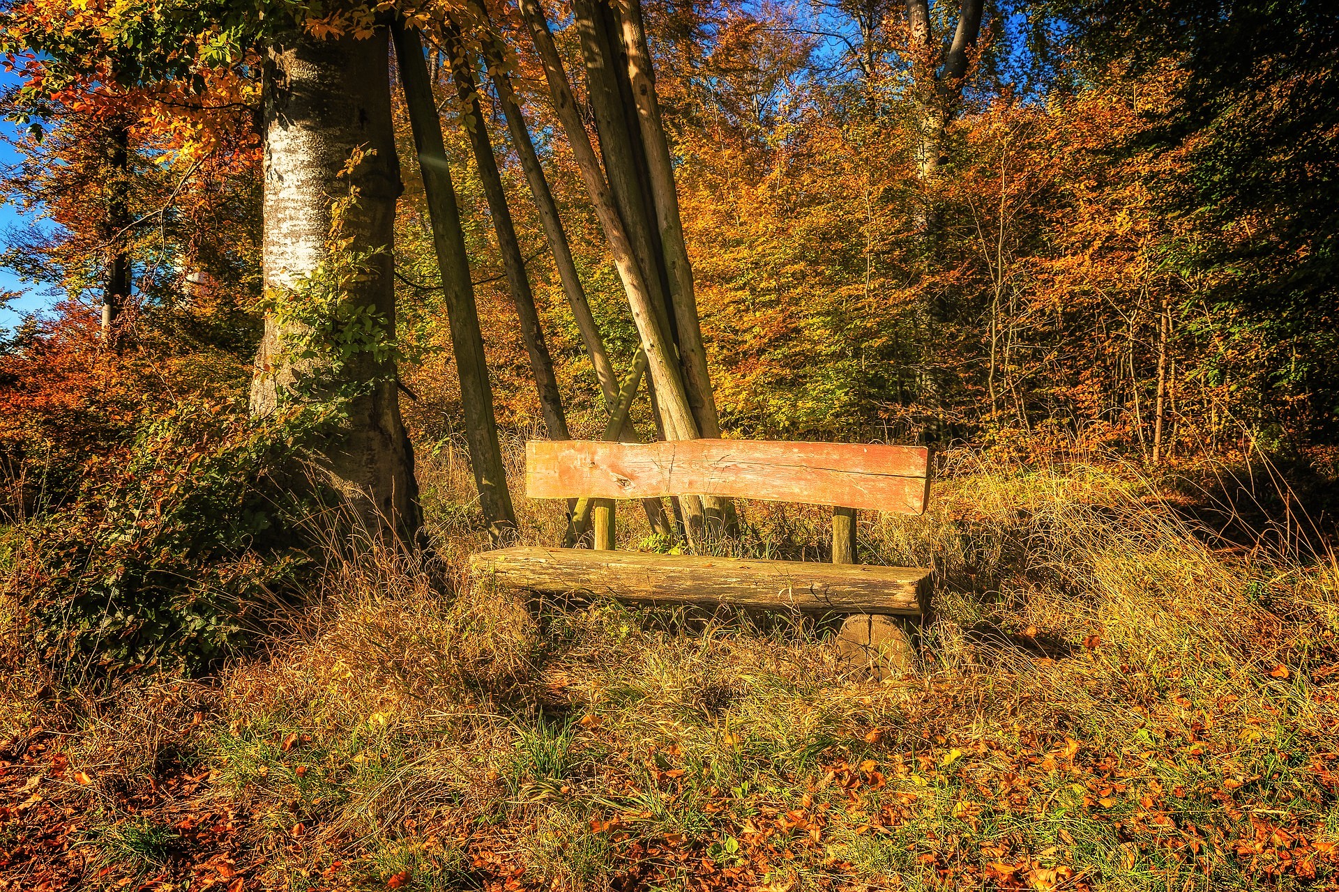 Auszeit-Bank im Wald - ABSOLVENTENAKADEMIE